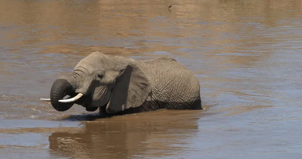 Eléphant Afrique Loxodonta Africana Eau Potable Pour Adultes River Samburu — Photo