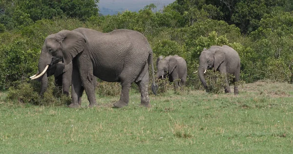 Elefante Africano Loxodonta Africana Grupo Bush Parque Masai Mara Quênia — Fotografia de Stock