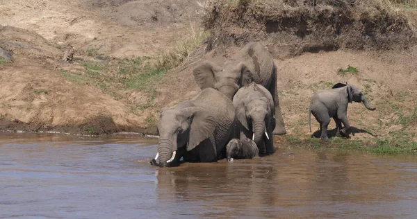 Eléphant Afrique Loxodonta Africana Groupe Traversant Rivière Samburu Park Kenya — Photo