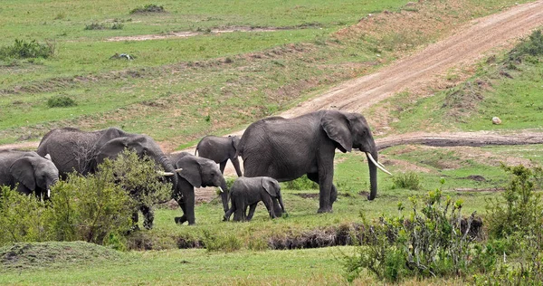 Африканский Слон Loxodonta Affaba Группа Парке Буша Масаи Мара Кении — стоковое фото