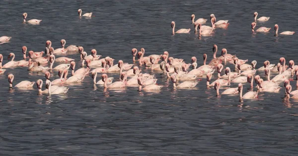Lesser Flamingo Phoenicopterus Minor Colony Bogoria Lake Kenya — стокове фото