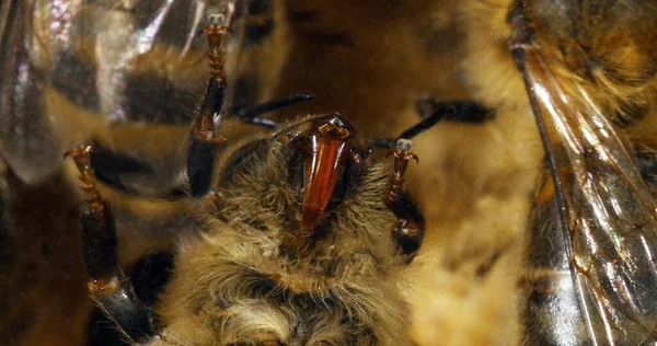 European Honey Bee Apis Mellifera Bee Het Frame Zien Lijmpads — Stockfoto