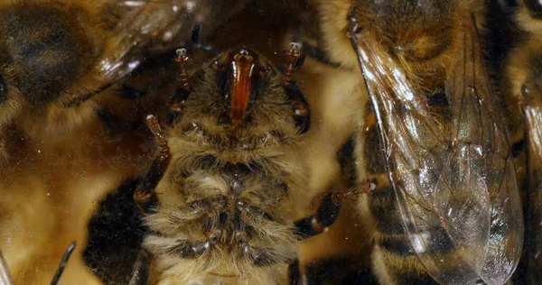 Europejska Pszczoła Miodna Apis Mellifera Pszczoła Ramie Widzimy Poduszki Samoprzylepne — Zdjęcie stockowe