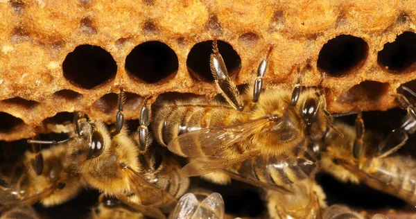 European Honey Bee Apis Mellifera Black Bees Alveolus Bee Hive — Φωτογραφία Αρχείου