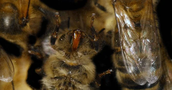 European Honey Bee Apis Mellifera Bee Het Frame Zien Lijmpads — Stockfoto