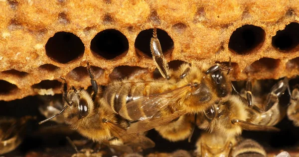 Europejska Pszczoła Miodna Apis Mellifera Czarne Pszczoły Alveolus Pszczeli Normandii — Zdjęcie stockowe
