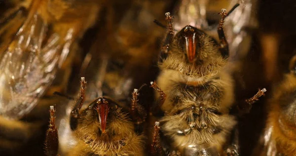 Evropská Včela Medová Apis Mellifera Černá Včela Skle Můžeme Vidět — Stock fotografie