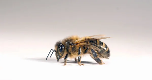 Europese Honingbij Apis Mellifera Zwarte Bij Tegen Witte Achtergrond Normandië — Stockfoto