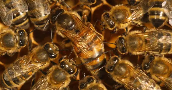 European Honey Bee Apis Mellifera Queen Middle Normandii — Zdjęcie stockowe