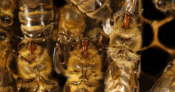 Europejska Pszczoła Miodna Apis Mellifera Czarna Pszczoła Szklance Widzimy Proboscys — Zdjęcie stockowe