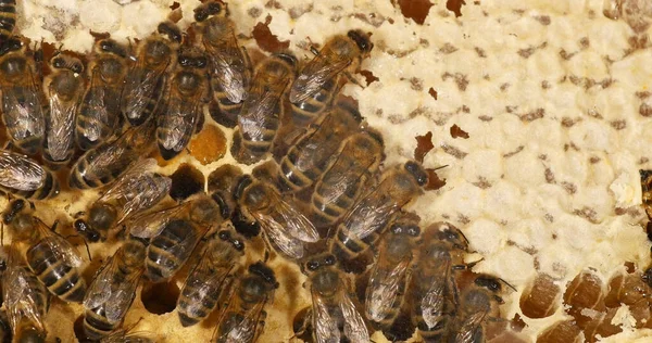 European Honey Bee Apis Mellifera Bin Som Flyttar Honung För — Stockfoto