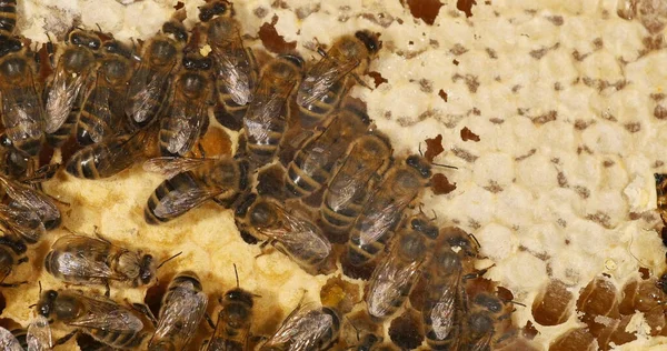 European Honey Bee Apis Mellifera Bees Move Honey Make Room — Stock Photo, Image