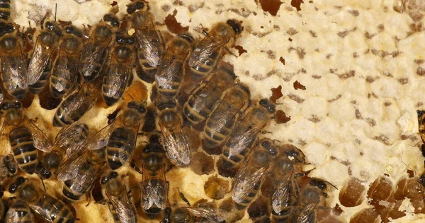 European Honey Bee Apis Mellifera Bees Move Honey Make Room — Stock Photo, Image