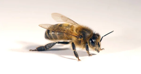 European Honey Bee, apis mellifera, Black Bee against White Background, Normandy