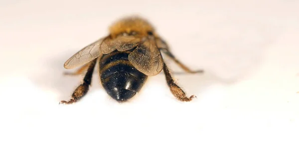 Europäische Honigbiene Apis Mellifera Schwarze Biene Vor Weißem Hintergrund Normandie — Stockfoto