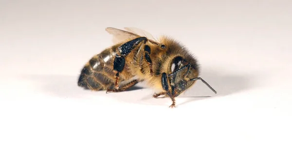 Европейская Медовая Пчела Апис Mellifera Черная Пчела Белом Фоне Пытающаяся — стоковое фото