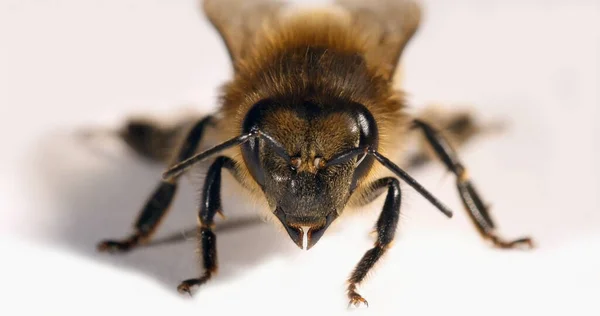 Europese Honingbij Apis Mellifera Zwarte Bij Tegen Witte Achtergrond Normandië — Stockfoto