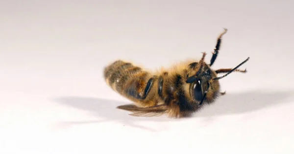 Europäische Honigbiene Apis Mellifera Schwarze Biene Auf Weißem Hintergrund Beim — Stockfoto