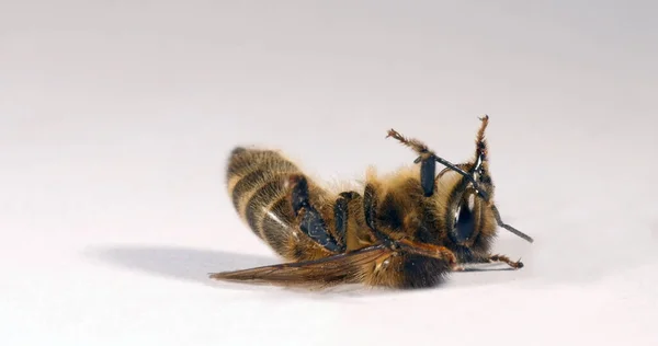 European Honey Bee Apis Mellifera Black Bee White Background Trying — Stock Photo, Image