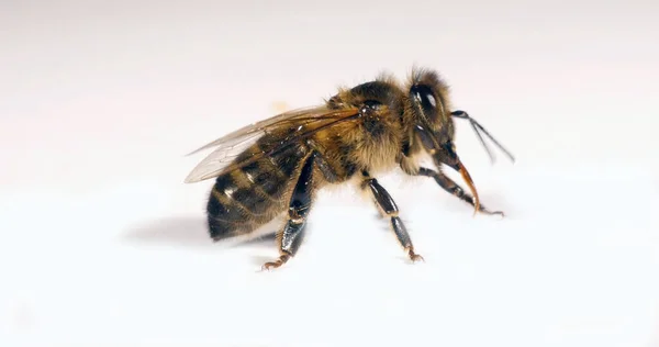 欧洲蜜蜂 黑蜂与白背景 诺曼底 — 图库照片
