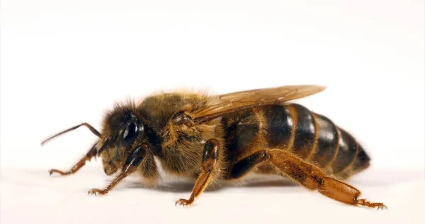 European Honey Bee Apis Mellifera Queen White Background Normandy — Stock Photo, Image