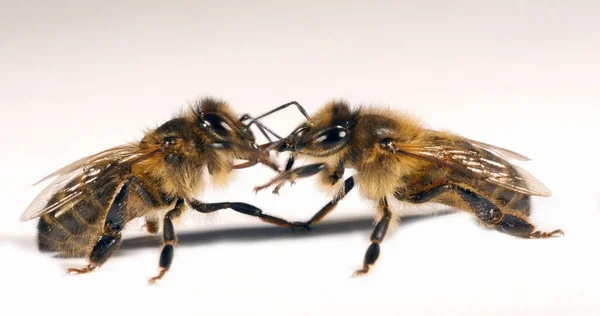 European Honey Bee Apis Mellifera Black Bee White Background Trophalaxy — Stock Photo, Image