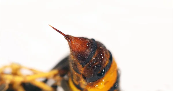 Asya Yaban Arısı Vespa Velutina Böceğe Karşı Beyaz Arkaplan Yakın — Stok fotoğraf