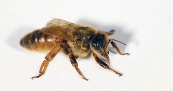 Europejska Pszczoła Miodna Apis Mellifera Królowa Białym Tle Normandia — Zdjęcie stockowe