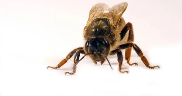 Європейська Медова Бджола Apis Mellifera Queen Білому Тлі Нормандія — стокове фото