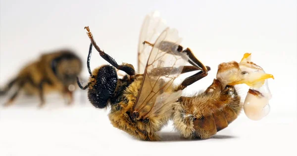 European Honey Bee Apis Mellifera Male Drone Endophalus Completely Released — Stock Photo, Image