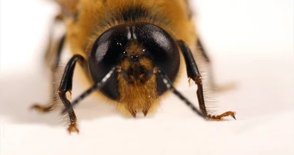 Europäische Honigbiene Apis Mellifera Männchen Vor Weißem Hintergrund Normandie — Stockfoto