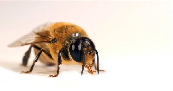 European Honey Bee Apis Mellifera Male White Background Normandy — Stock Photo, Image