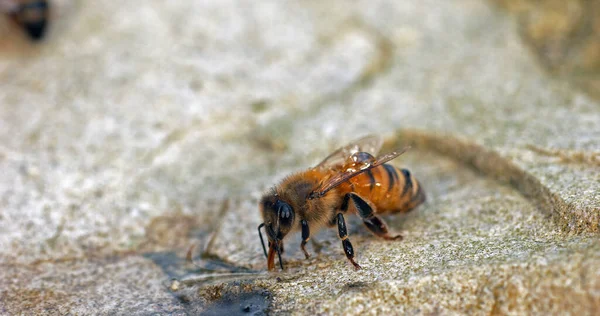 European Honey Bee Apis Mellifera Пчела Питьевая Вода Камне Нормандия — стоковое фото