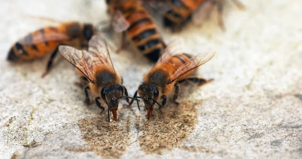 Europäische Honigbiene Apis Mellifera Bienen Trinken Wasser Auf Einem Stein — Stockfoto