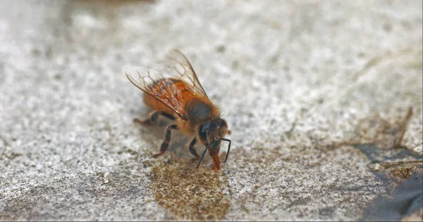 European Honey Bee Apis Mellifera Abeille Boit Eau Sur Une — Photo