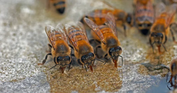 Європейська Медова Бджола Apis Mellifera Бджоли Ють Воду Камені Нормандія — стокове фото
