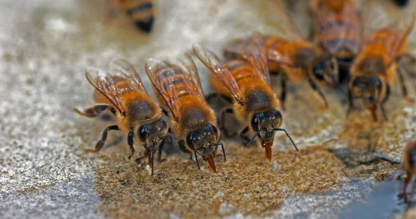 European Honey Bee, apis mellifera, Bees drinking Water on a Stone, Normandy