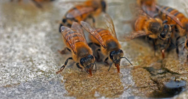 European Honey Bee, apis mellifera, Bees drinking Water on a Stone, Normandy