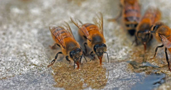 European Honey Bee Apis Mellifera Bijen Drinken Water Een Steen — Stockfoto