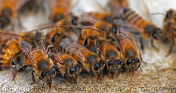 Avrupa Bal Arısı Aspis Mellifera Taşın Üzerinde Çen Arılar Normandiya — Stok fotoğraf