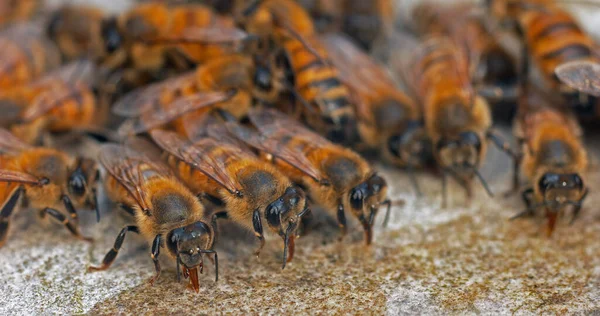 Evropská Včela Apis Mellifera Včely Pijící Vodu Kameni Normandie — Stock fotografie