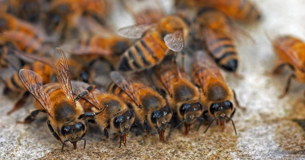 European Honey Bee Apis Mellifera Bees Drinking Water Stone Normandy — Stock Photo, Image