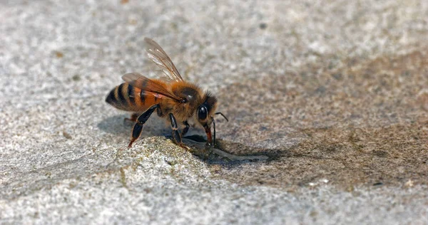 Europäische Honigbiene Apis Mellifera Biene Trinkt Wasser Auf Einem Stein — Stockfoto