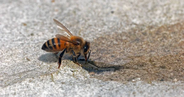 欧洲蜜蜂 蜜蜂在石头上喝水 诺曼底 — 图库照片