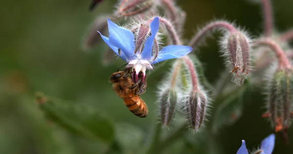 European Honey Bee Apis Mellifera Bee Booting Borage Flower Pollination — Photo