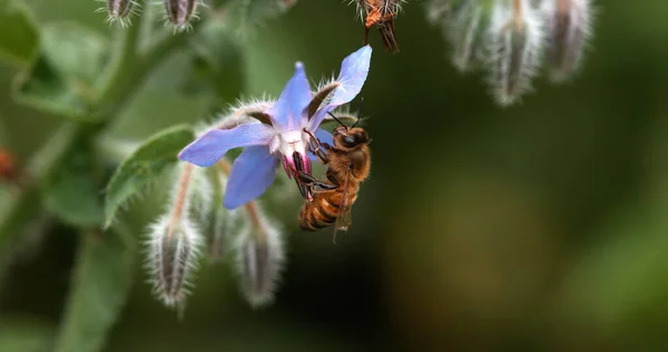 European Honey Bee, apis mellifera, Bee Booting a Borage Flower, Pollination Act, Normandy
