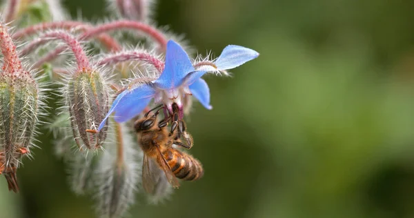 European Honey Bee Apis Mellifera Bee Booting Borage Flower Pollination — Stock Photo, Image