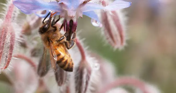 European Honey Bee Apis Mellifera Bee Booting Borage Flower Pollination — Stock Photo, Image