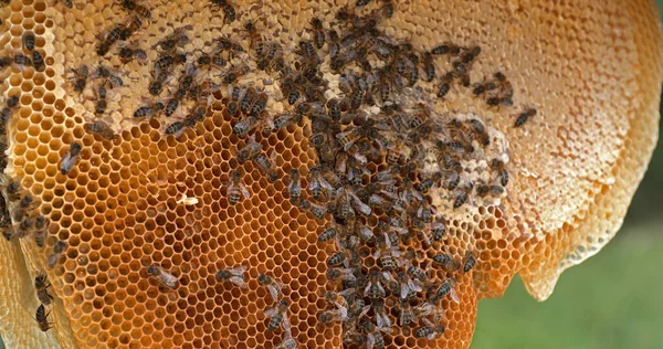 European Honey Bee Apis Mellifera Black Bees Wild Ray Alveolus — Stock Photo, Image