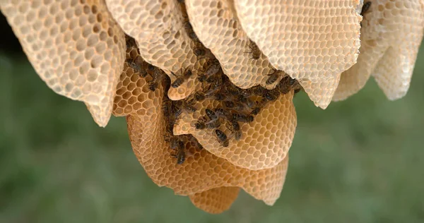 Europäische Honigbiene Apis Mellifera Schwarze Bienen Auf Einem Wildstrahl Mit — Stockfoto